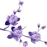 Violet Labs