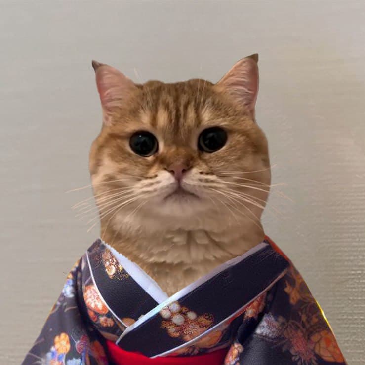 Cat Own Kimono logo