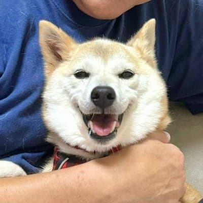 Neiro The Next Doge logo