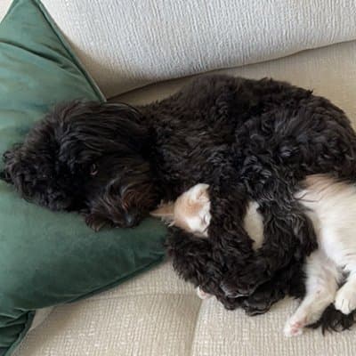 dog spooning cat logo