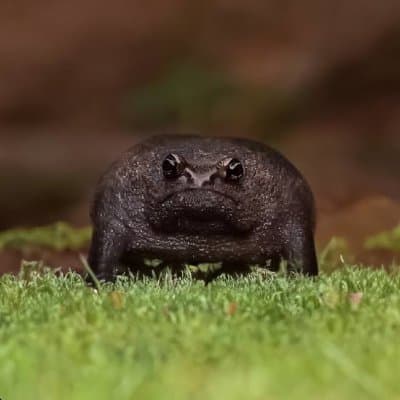 Frog