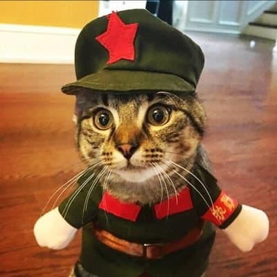 Chairman Meow logo