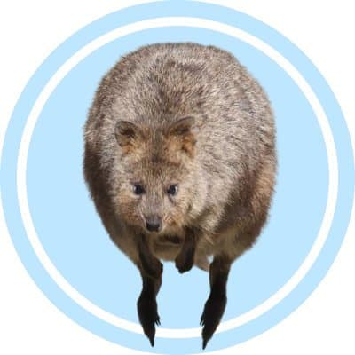 Quokka logo
