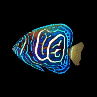 Scalar Dynamics logo