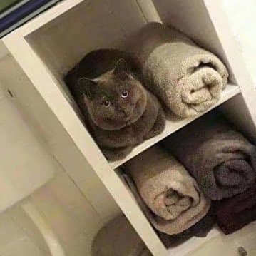 KAT(KATasTOWEL) logo